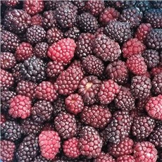 Smrznuta kupina Divlja